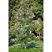 Bur Oak – Seedlings