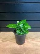 Arabica Coffee Plant 4” Pot — YELO APLE
