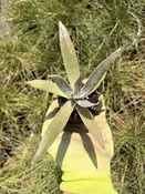 Dudleya lanceolata 2" Plug — Native West Nursery - California Native Plants