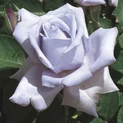 Blue Girl — Weeks Roses