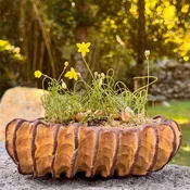 Albuca osmynella