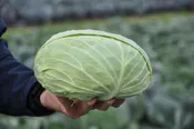 Multima RZ Cabbage (Treated Seed)