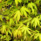 Acer 'Peaches and Cream' - 10 gallon
