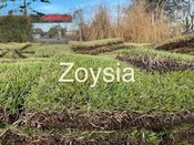 Empire Zoysia 400 Sq Ft ( PICKED UP AT ANY OF OUR STORES)