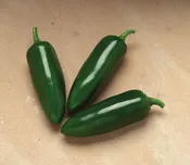 Capsicum annuum  ‘Early Jalapeno’ Hot Pepper