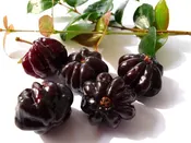 Black Surinam