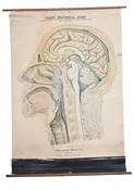 Frohse Anatomical Chart of Skull Section — Architectural Antiques