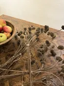 Dried Phlomis Bunch — Western Hills Garden