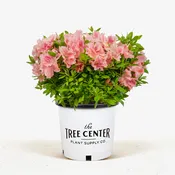 Blush Elegance ReBLOOM® Azalea