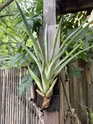 Naturally mounted bromeliad wall hanging - large — Western Hills Garden