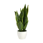 16" Verde Blade Plant