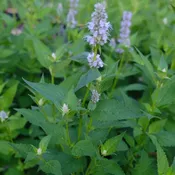 Agastache x 'Blue Fortune' (Hybrid Anise Hyssop)
