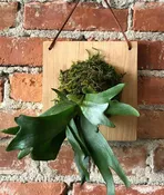 Ticket for Staghorn Fern Mounting Workshop on March 26, 2020