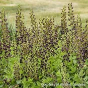 Baptisia Decadence® 'DARK CHOCOLATE' - 2 Gallon (PW)