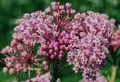 Asclepias incarnata - Swamp Milkweed