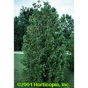 American Arborvitae – Seedlings