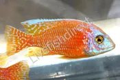 Firefish Dragonblood Peacock