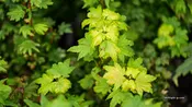 Acer circinatum 'Bort's Broom' Japanese Maple