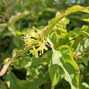 Dwarf-bush Honeysuckle (Diervilla lonicera)