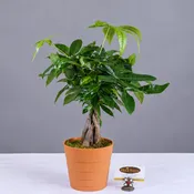 Money Tree - 6" Planter