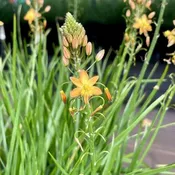 Bulbine Creamsicle 6" Pot