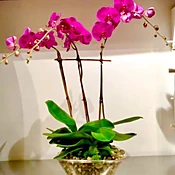 Lavender Phalaenopsis Orchid