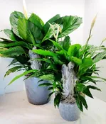 ANGELIC COMFORT PEACE LILY PLANT