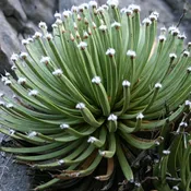 Agave albopilosa ‘Tufts’