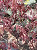 Acer palmatum dissectum 'Crimson Queen' (Japanese Maple) Tree