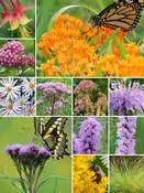 32 Plant Butterfly Garden