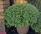 1/2 Bushel Mum