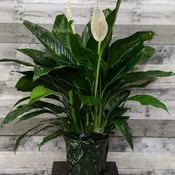 Spathiphyllum Peace Lily Plant
