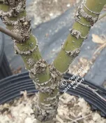 Acer palmatum 'Arakawa' Rough Bark Japanese Maple