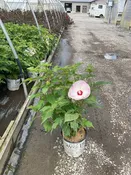Summerific® Ballet Slippers Rose of Sharon