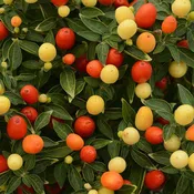 Hot Pops Yellow Ornamental Pepper - 5" Fall Annuals