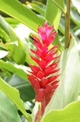 Hawaiian Ginger