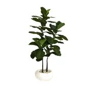 Brazilian Fiddle Fig Tree Rustic Concrete Vase