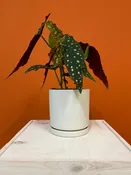 Begonia Maculata