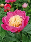Peony 'Bowl of Beauty' Bare Root — Gardenwerks