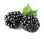 Arapaho Blackberry