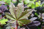 Acer circinatum 'Burgundy Jewel' Japanese Maple