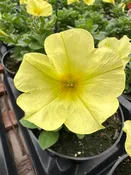PETUNIA SANGUNA BANANA CANDY - 4'' POT