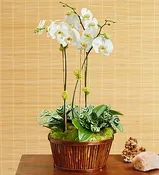 BUY ONLINE & SAVE $$$ Orchid Garden