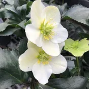 Hellebores