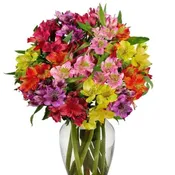 Rainbow Alstroemeria Delight