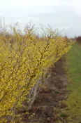 Arnold Promise Witch Hazel | Hamamelis x intermedia 'Arnold Promise' — Northwest Shade Trees