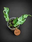 Monstera Adansonii Mottled - Rare Variegated Swiss Cheese Plant - (Aug-4-64)