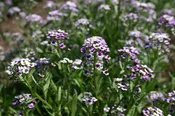 Alyssum – Sweet Royal Carpet