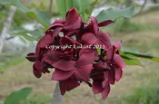 Black Magic—ROOTED Plants……not Grafted