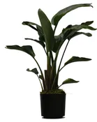 Bird of Paradise- 10"